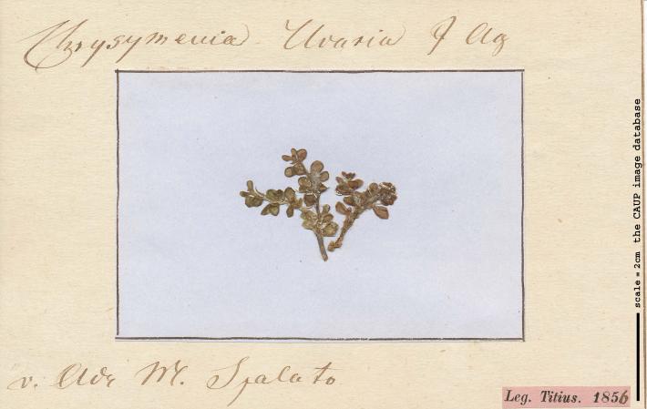Botryocladia botryoides_1.jpg